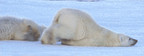 polar-bear-tired